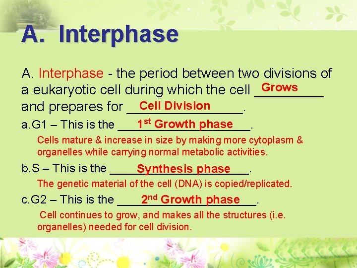 A. Interphase - the period between two divisions of Grows a eukaryotic cell during