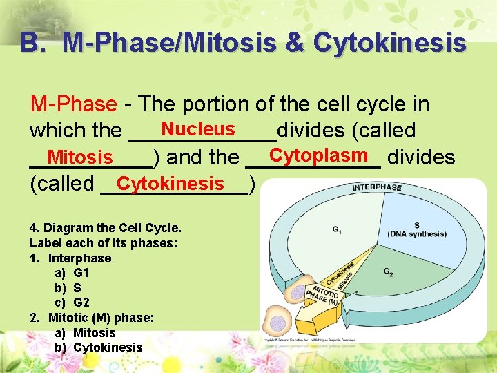 B. M-Phase/Mitosis & Cytokinesis M-Phase - The portion of the cell cycle in Nucleus