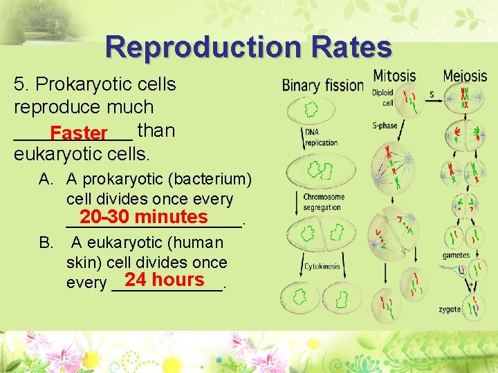 Reproduction Rates 5. Prokaryotic cells reproduce much ______ than Faster eukaryotic cells. A. A