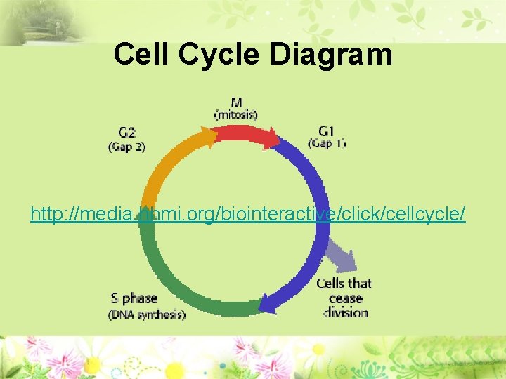 Cell Cycle Diagram http: //media. hhmi. org/biointeractive/click/cellcycle/ 