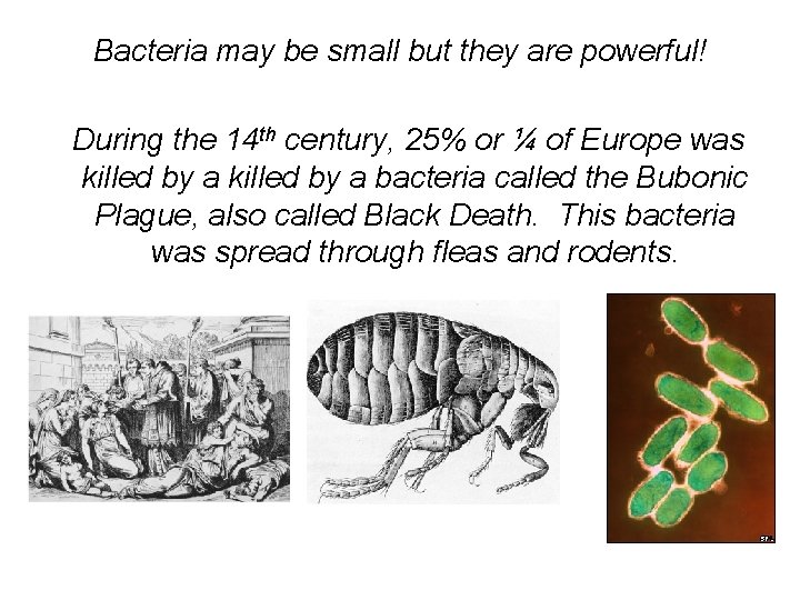 Bacteria may be small but they are powerful! During the 14 th century, 25%