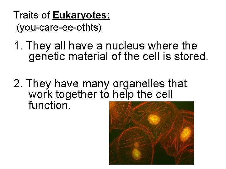 Traits of Eukaryotes: (you-care-ee-othts) 1. They all have a nucleus where the genetic material