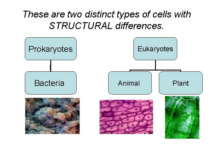 These are two distinct types of cells with STRUCTURAL differences. Prokaryotes Bacteria Eukaryotes Animal