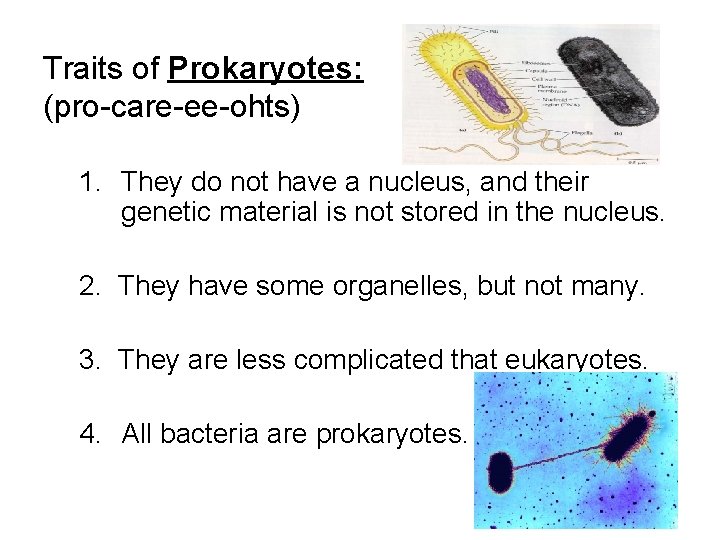 Traits of Prokaryotes: (pro-care-ee-ohts) 1. They do not have a nucleus, and their genetic