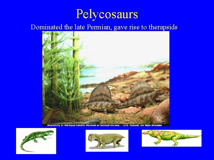 Pelycosaurs Dominated the late Permian, gave rise to therapsids 