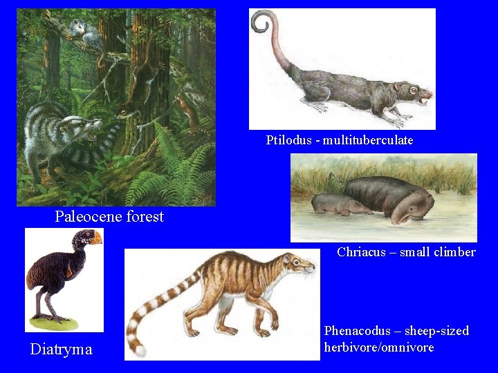 Ptilodus - multituberculate Paleocene forest Chriacus – small climber Diatryma Phenacodus – sheep-sized herbivore/omnivore