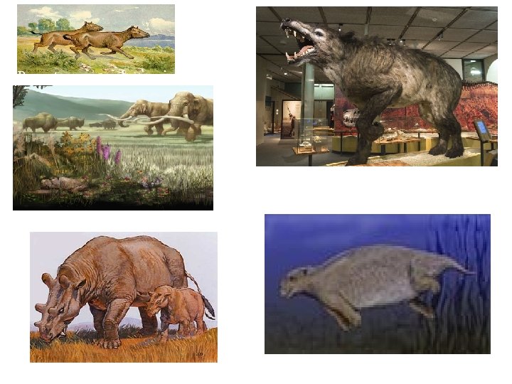 Prorastomus – early sirenian Andrewsarchus – largest terrestrial predator Paleotherium – primitive perissodactyl Eobasilus