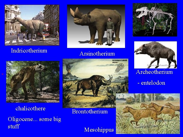 Indricotherium Arsinotherium Archeotherium - entelodon chalicothere Oligocene. . . some big stuff Brontotherium Mesohippus