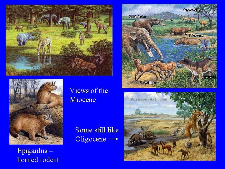 Views of the Miocene Some still like Oligocene Epigaulus – horned rodent 