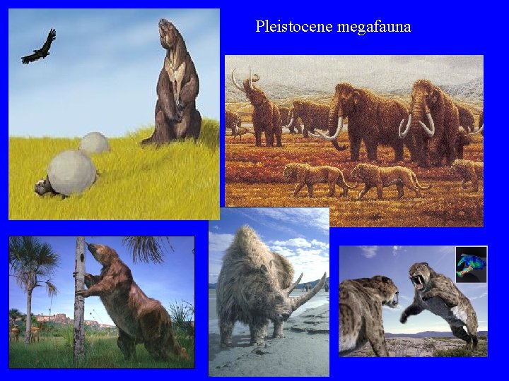 Pleistocene megafauna 