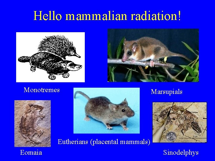 Hello mammalian radiation! Monotremes Marsupials Eutherians (placental mammals) Eomaia Sinodelphys 
