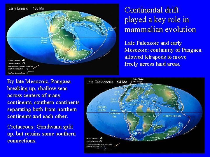 Continental drift played a key role in mammalian evolution Late Paleozoic and early Mesozoic: