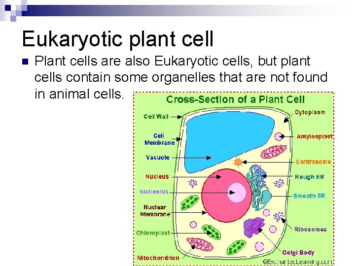 Eukaryotic plant cell n Plant cells are also Eukaryotic cells, but plant cells contain