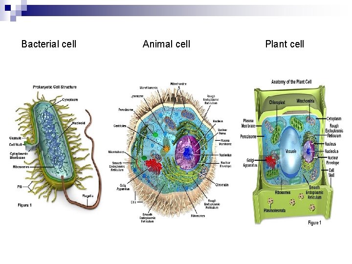 Bacterial cell Animal cell Plant cell 
