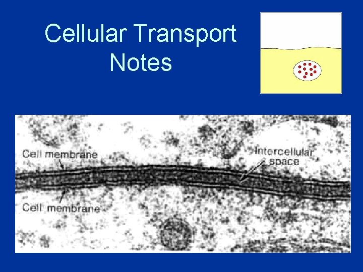 Cellular Transport Notes 