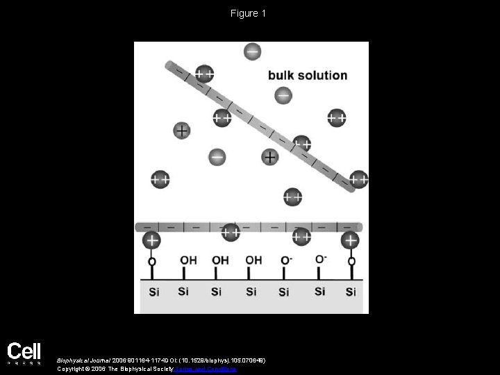 Figure 1 Biophysical Journal 2006 901164 -1174 DOI: (10. 1529/biophysj. 105. 070649) Copyright ©
