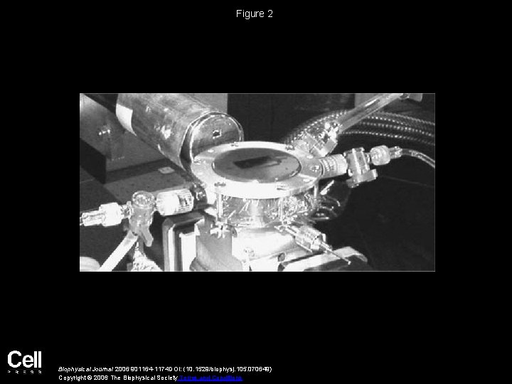 Figure 2 Biophysical Journal 2006 901164 -1174 DOI: (10. 1529/biophysj. 105. 070649) Copyright ©