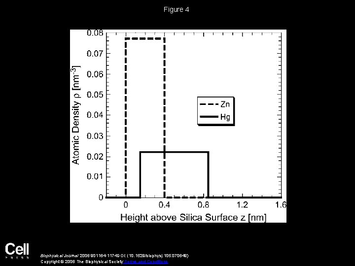 Figure 4 Biophysical Journal 2006 901164 -1174 DOI: (10. 1529/biophysj. 105. 070649) Copyright ©