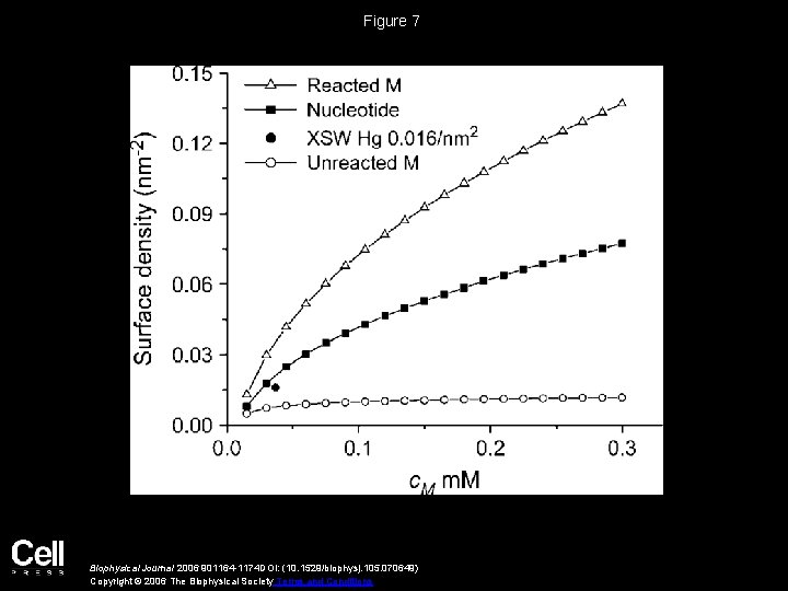 Figure 7 Biophysical Journal 2006 901164 -1174 DOI: (10. 1529/biophysj. 105. 070649) Copyright ©