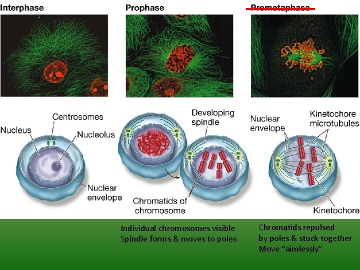 Individual chromosomes visible Spindle forms & moves to poles Chromatids repulsed by poles &