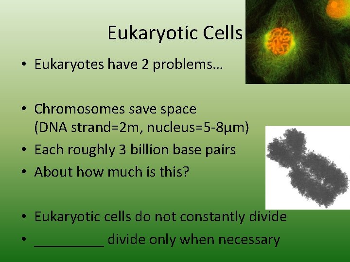 Eukaryotic Cells • Eukaryotes have 2 problems… • Chromosomes save space (DNA strand=2 m,