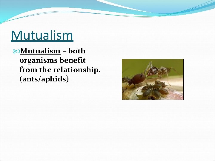 Mutualism – both organisms benefit from the relationship. (ants/aphids) 