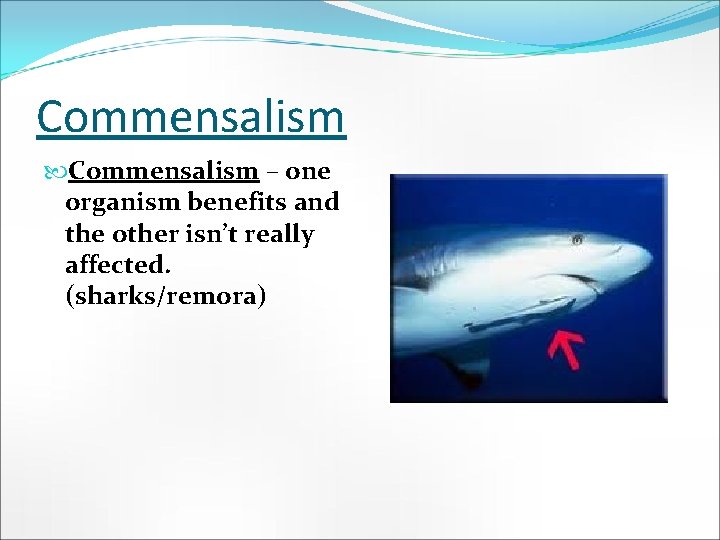 Commensalism – one organism benefits and the other isn’t really affected. (sharks/remora) 