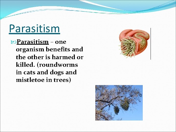 Parasitism – one organism benefits and the other is harmed or killed. (roundworms in