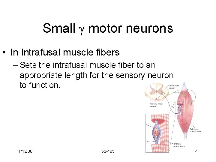 Small motor neurons • In Intrafusal muscle fibers – Sets the intrafusal muscle fiber