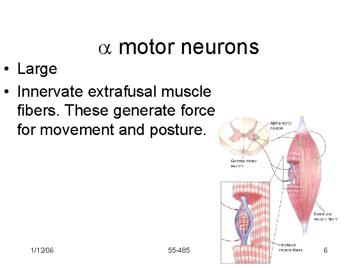  motor neurons • Large • Innervate extrafusal muscle fibers. These generate force for