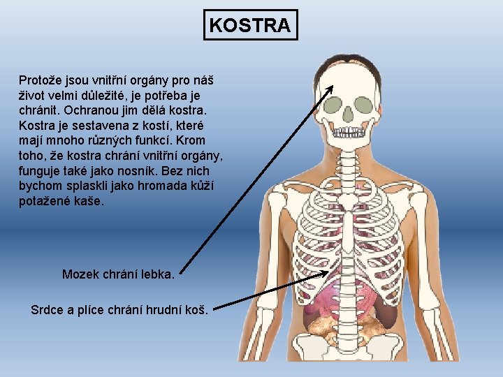 KOSTRA Protože jsou vnitřní orgány pro náš život velmi důležité, je potřeba je chránit.