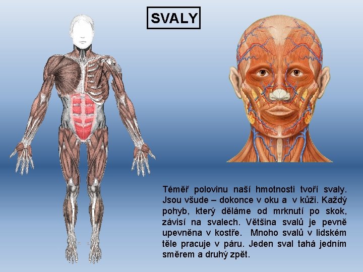 SVALY Téměř polovinu naší hmotnosti tvoří svaly. Jsou všude – dokonce v oku a