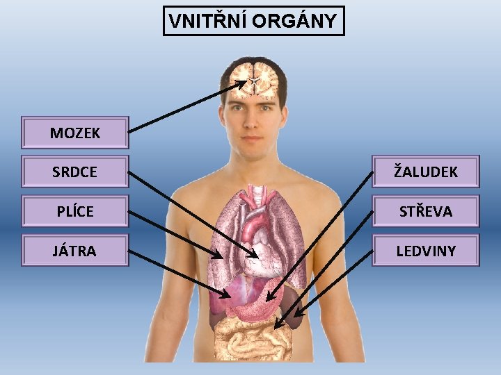 VNITŘNÍ ORGÁNY MOZEK SRDCE ŽALUDEK PLÍCE STŘEVA JÁTRA LEDVINY 