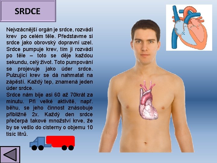 SRDCE Nejvzácnější orgán je srdce, rozvádí krev po celém těle. Představme si srdce jako