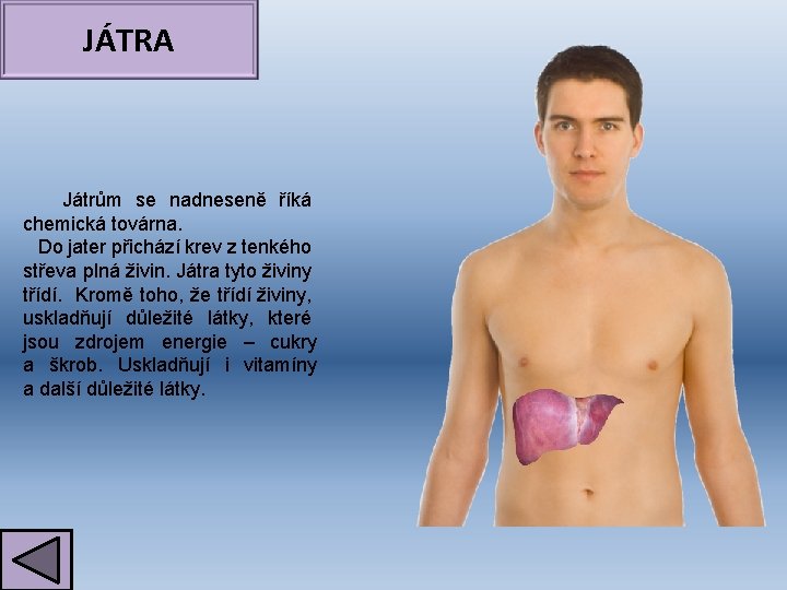 JÁTRA Játrům se nadneseně říká chemická továrna. Do jater přichází krev z tenkého střeva