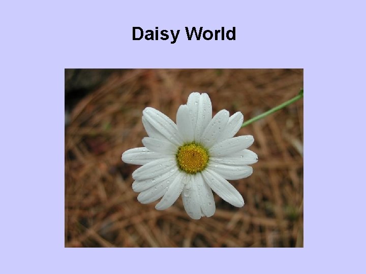 Daisy World 