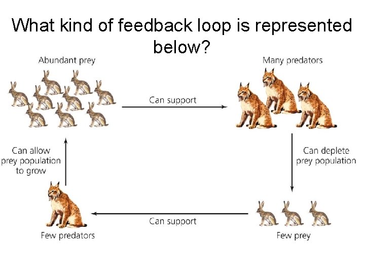 What kind of feedback loop is represented below? 