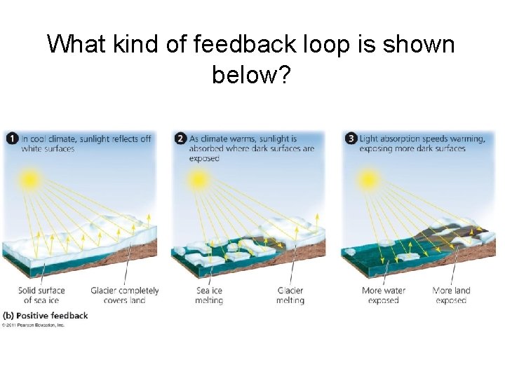 What kind of feedback loop is shown below? 