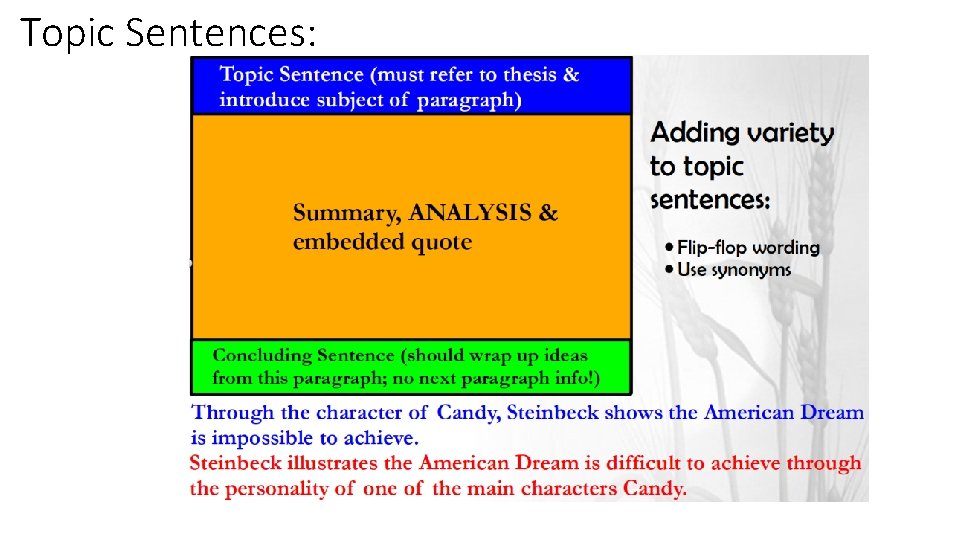 Topic Sentences: Topic Sentences: