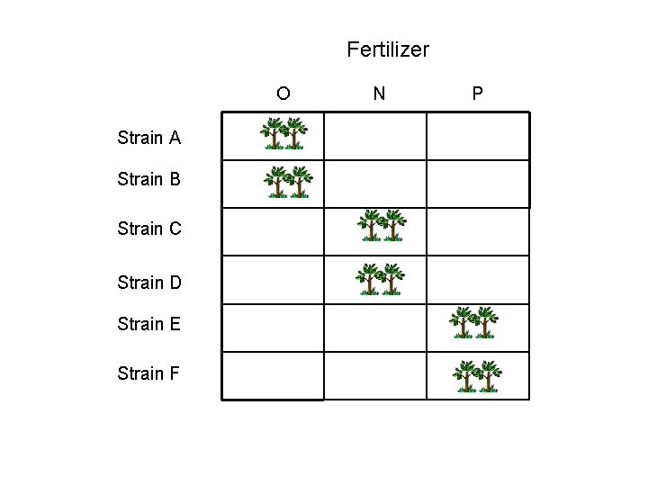 Fertilizer O Strain A Strain B Strain C Strain D Strain E Strain F