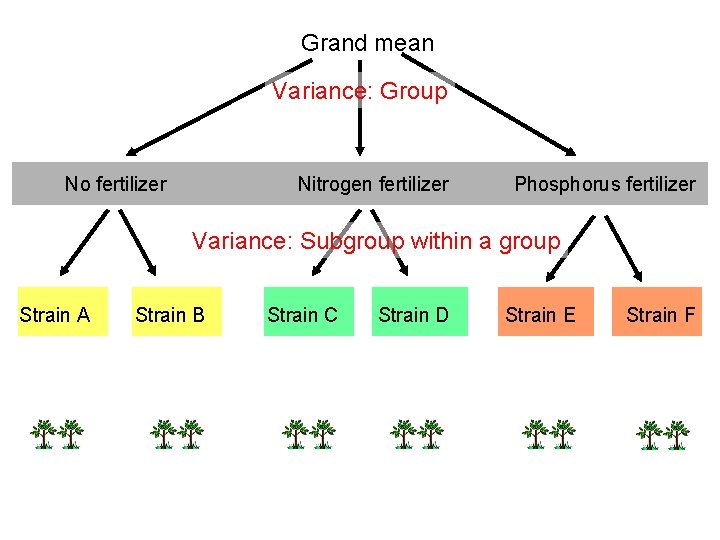 Grand mean Variance: Group No fertilizer Nitrogen fertilizer Phosphorus fertilizer Variance: Subgroup within a