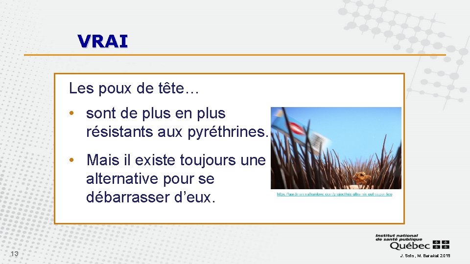 VRAI Les poux de tête… • sont de plus en plus résistants aux pyréthrines.