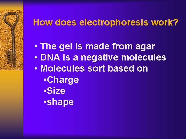 How does electrophoresis work? • The gel is made from agar • DNA is