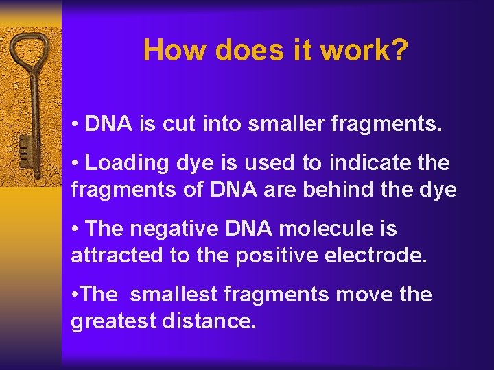 How does it work? • DNA is cut into smaller fragments. • Loading dye