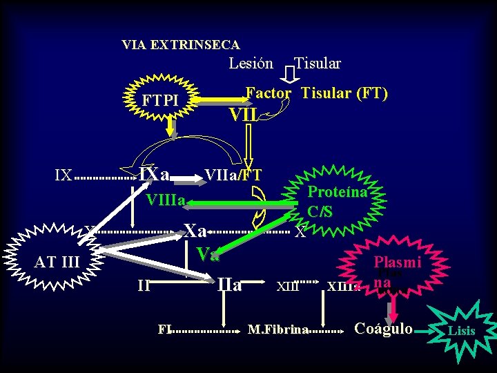 VIA EXTRINSECA Lesión Factor Tisular (FT) FTPI VII IXa IX Tisular VIIa/FT Proteína C/S