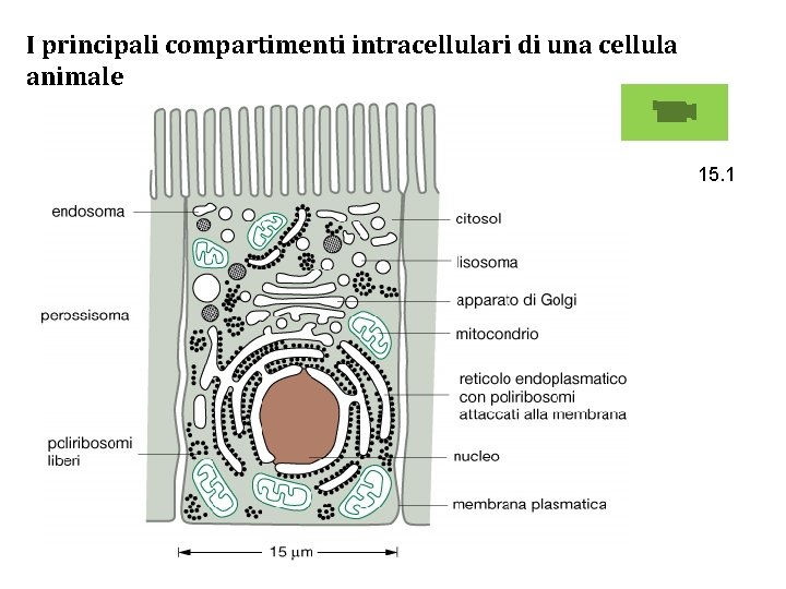 I principali compartimenti intracellulari di una cellula animale 15. 1 