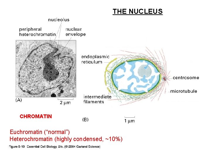THE NUCLEUS CHROMATIN Euchromatin (“normal”) Heterochromatin (highly condensed, ~10%) 