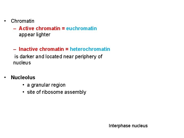  • Chromatin – Active chromatin = euchromatin appear lighter – Inactive chromatin =