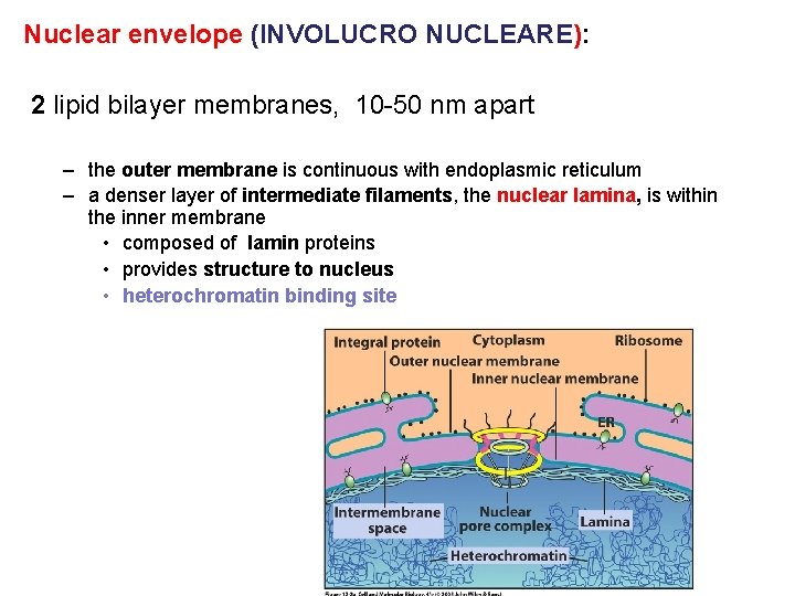 Nuclear envelope (INVOLUCRO NUCLEARE): 2 lipid bilayer membranes, 10 -50 nm apart – the