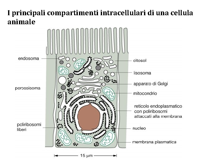 I principali compartimenti intracellulari di una cellula animale 